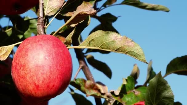 熟した赤いりんごが木からハングアップスローモーションズーム選択的フォーカス — ストック動画