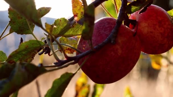 成熟的红苹果挂在阳光下的草地上 近距离观察变焦的选择性焦点 — 图库视频影像