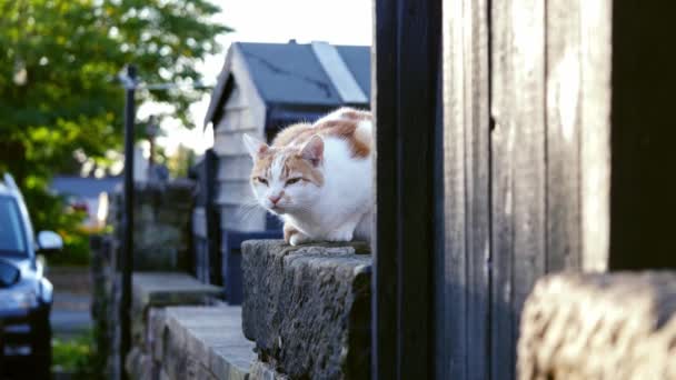 坐在城市街道墙上的生姜猫和白猫中4K镜头选择性聚焦 — 图库视频影像