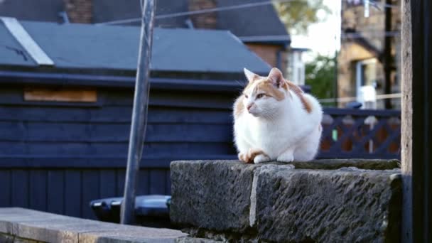 Gengibre Gato Branco Sentado Parede Rua Urbana Zoom Médio Tiro — Vídeo de Stock