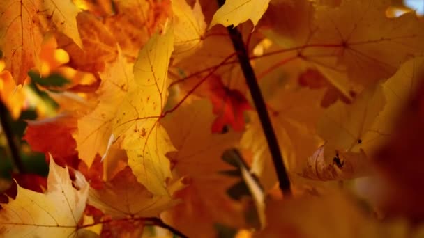 Altın Sycamore Ağacı Sonbahar Güneşinde Ayrılıyor Yavaş Çekim Seçici Odak — Stok video