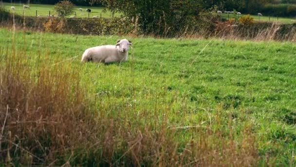 Flock Sheep Green Pastures Woodland Wide Shot Selective Focus — Stock Video