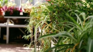 Uzun otlar ve bitkiler verimli serada büyür. Dolly zoom seçici bir odak noktası.