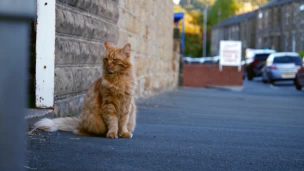 Ginger Αδέσποτη Γάτα Αστικό Δρόμο Μέσο Στατικό Zoom Επιλεκτική Εστίαση — Αρχείο Βίντεο