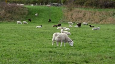 Yeşil otlaklardaki koyun sürüsü ve orman genişliğindeki dolly zoom seçici odak noktasını vurdu