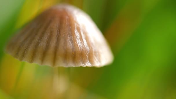 Cogumelo Fungos Crescendo Selvagem Campo Britânico Close Tiro Foco Seletivo — Vídeo de Stock