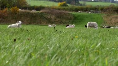 Yeşil otlaklardaki koyun sürüsü ve orman genelinde düşük dolly zoom seçici odaklanma görüntüsü