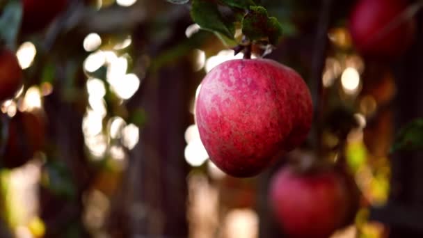 成熟的红苹果挂在树上晒太阳 闭合变焦选择性焦距 — 图库视频影像