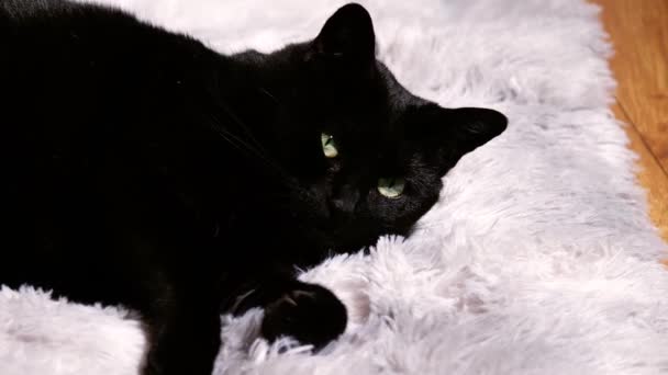 Gemütliche Schwarze Katze Entspannt Sich Auf Teppich Medium Zoom Shot — Stockvideo