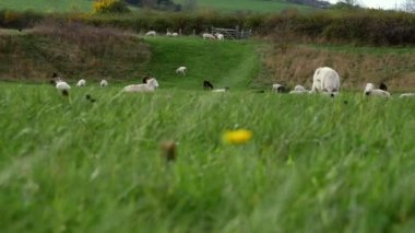 Yeşil otlaklardaki koyun sürüsü ve orman genelinde düşük dolly zoom seçici odaklanma görüntüsü