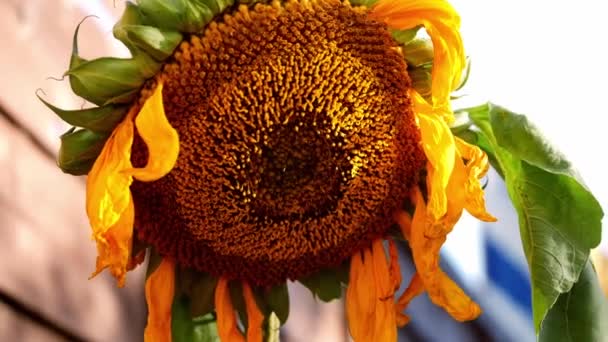 Dropping Traurige Sonnenblume Ende Des Sommers Nahaufnahme Schuss Selektiver Fokus — Stockvideo