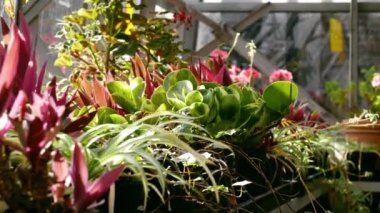 Uzun otlar ve bitkiler verimli serada yetişir. Dolly 4k seçici odak noktası.