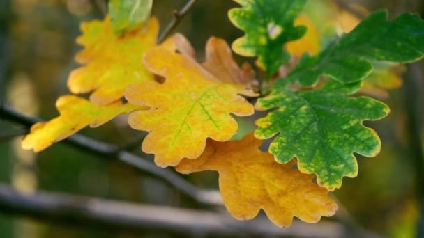 Frunzele Stejar Își Schimbă Culoarea Iarnă Rece Zoom Mediu Focalizare — Videoclip de stoc