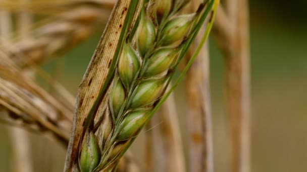 Pšenice Zemědělci Pole Vyschne Létě Zblízka Makro Zoom Shot Slow — Stock video