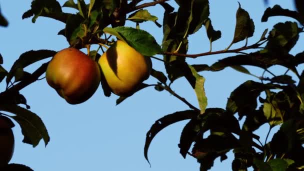Apples Hang Tree Blue Sky Medium Slow Motion Zoom Shot — Vídeos de Stock