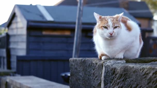 Nieuwsgierig Gember Witte Kat Zittend Stedelijke Straatmuur Medium Zoom Shot — Stockvideo