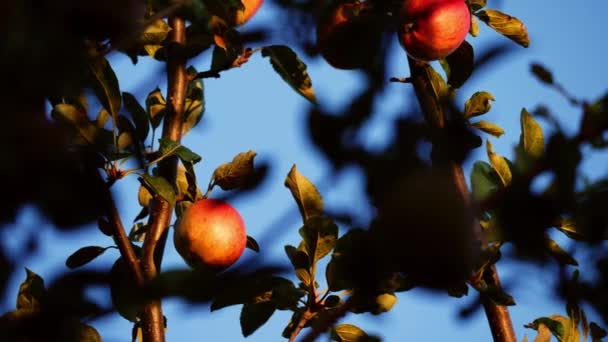 Jablka Visí Stromě Proti Modré Obloze Střední Zpomalení Výstřel Selektivní — Stock video