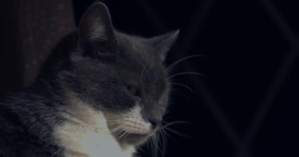 Szary Biały Kot Patrzy Kamerę Zwolnionym Tempie Zbliżenie Selektywna Ostrość — Wideo stockowe