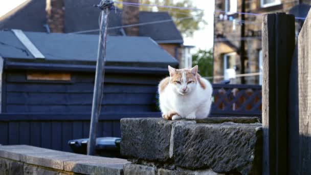 Τζίντζερ Και Λευκή Γάτα Κάθεται Αστικό Δρόμο Τοίχο Μέσο Στατικό — Αρχείο Βίντεο