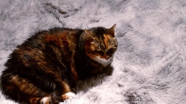 Cozy Calico Cat Relaxes Rug Look Upでカメラメディアオーバーヘッドショット遅い動き4K選択的フォーカス — ストック動画