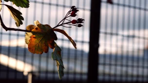 Listy Bobule Měnící Barvu Podzimním Slunci Střední Snímek Selektivní Zaměření — Stock video