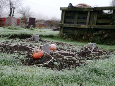 Soğuk kış gününde balkabakları bahçede büyür. Seçici bir odak noktası vardır.