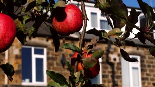 Dojrzałe Czerwone Jabłka Wiszą Drzewie Przedmieściach Domu Średnio Powolny Ruch — Wideo stockowe