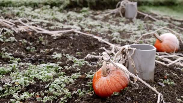 Pumpkins Cold Winter Day Grow Garden Medium Zoom Panning Shot — Stock Video