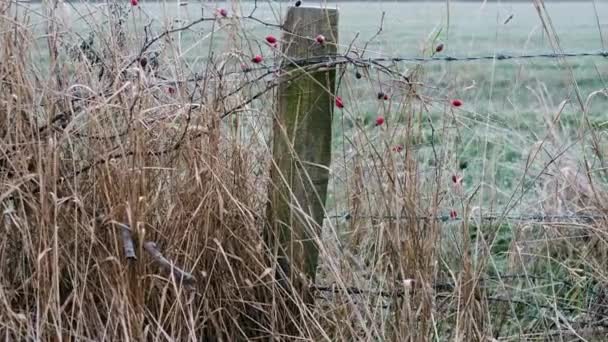 严寒冬日 红色山楂莓灌木生长在带刺铁丝网围栏上 4K变焦镜头选择性聚焦 — 图库视频影像