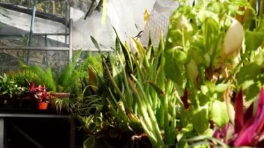 Uzun otlar ve bitkiler verimli serada yetişir. Dolly 4k seçici odak noktası.