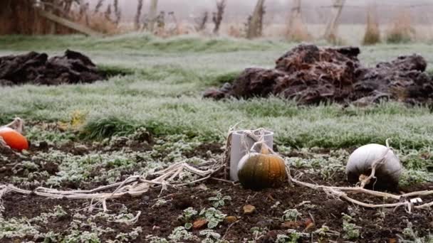 Dynie Mroźny Zimowy Dzień Rosną Ogrodzie Średnio Panning Shot Selektywny — Wideo stockowe
