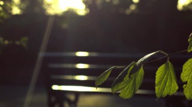 Park bankında ağaç yaprakları ve arka planda yürüyen kadın. Ağır çekim 4k seçici odaklanma.