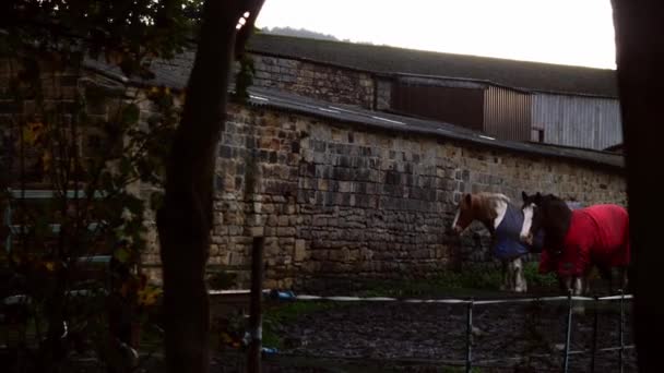 Pferde Auf Einem Feld Ställen Decken Breit Dolly Zoomaufnahme Selektiver — Stockvideo