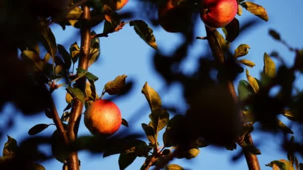 Apples Hang Tree Blue Sky Medium Slow Motion Zoom Shot — Wideo stockowe