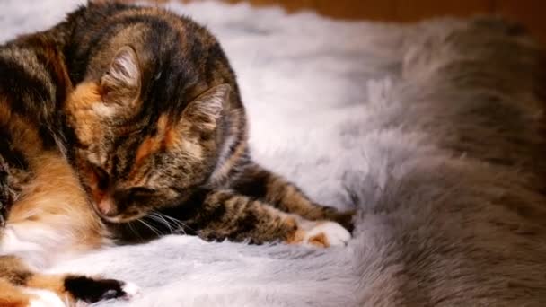 Cozy Calico Γάτα Περιποίηση Ένα Χαλί Μεσαίου Γενικά Πυροβόλησε Αργή — Αρχείο Βίντεο