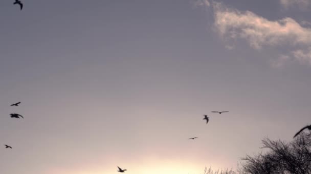 Галли Пролітають Крізь Небо Заході Сонця Широкий Повільний Рух Дробовик — стокове відео