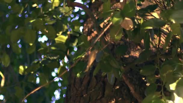 나무는 중간낮은 샷느린 움직임 포커스를 — 비디오