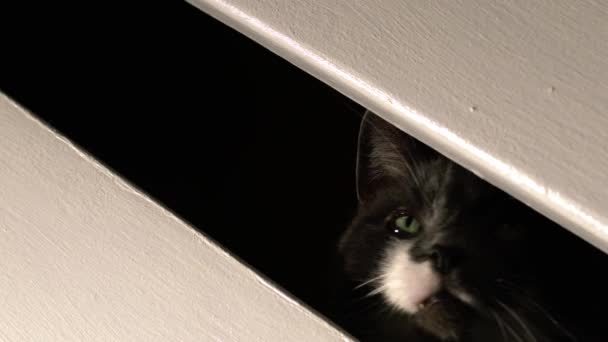 Oyuncu Kedi Saklanıyor Yakın Çekim Seçici Odaklanma — Stok video