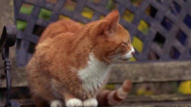 Yalnız kedi pencereden içeri bakar. Orta 4K çekim yavaş çekim seçici odak noktası.