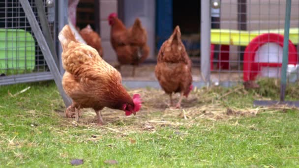 Freilandhühner Auf Der Futtersuche Für Futter Zeitlupe Schuss Selektiver Fokus — Stockvideo