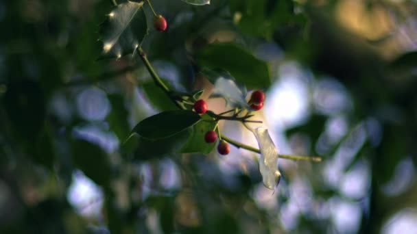 Red Berries Holly Tree Forest Medium Shot Slow Motion Selective — Vídeos de Stock