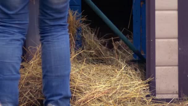 Farmer Rakes Kuřecí Převrat Lůžkoviny Medium Shot Slow Motion Selective — Stock video