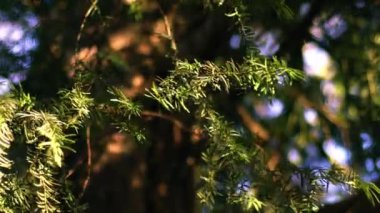 Çam ağacı iğneleri rüzgarda savruluyor yavaş çekim seçici odaklanma yakın çekim 
