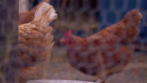 Chicken Coup Fence Hens Background Bokeh Focussed Medium Slow Motion — ストック動画
