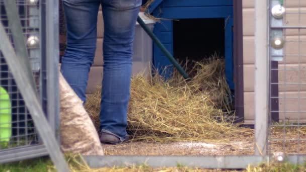 Farmer Rakes Out Chicken Coup Bedding Wide Shot Slow Motion — Vídeo de stock