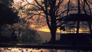 Alacakaranlıkta halka açık park, gölgede ördekler ve martılar geniş zoom çekim yavaş çekim seçici odaklanma