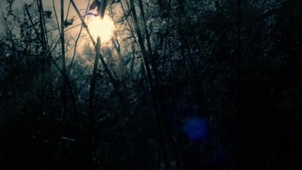 Dunkle Unheimliche Verwachsene Waldsilhouette Der Dämmerung Gegen Sonnenuntergang Zoom Mittel — Stockvideo