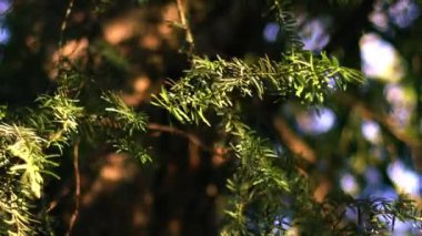 Pine tree needles blow in the breeze close up slow motion zoom shot selective focus 