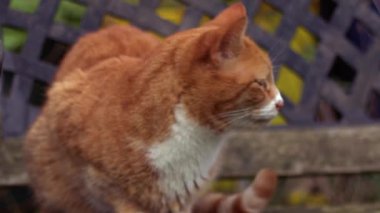 Yalnız kedi pencereden içeri bakar. Orta 4K çekim yavaş çekim seçici odak noktası.