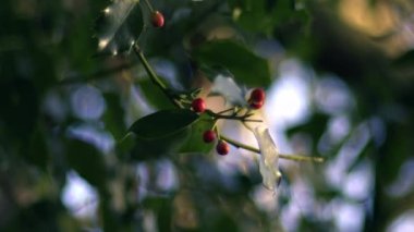 Red berries on holly tree in forest medium zoom shot slow motion selective focus 